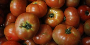 Les tomates bio en hiver, c’est fini