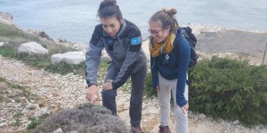 Biodiversité : l’astragale de Marseille, menacée, est replantée dans les calanques