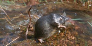 Biodiversité : le rat-trompette, plus menacé qu’on ne le craignait