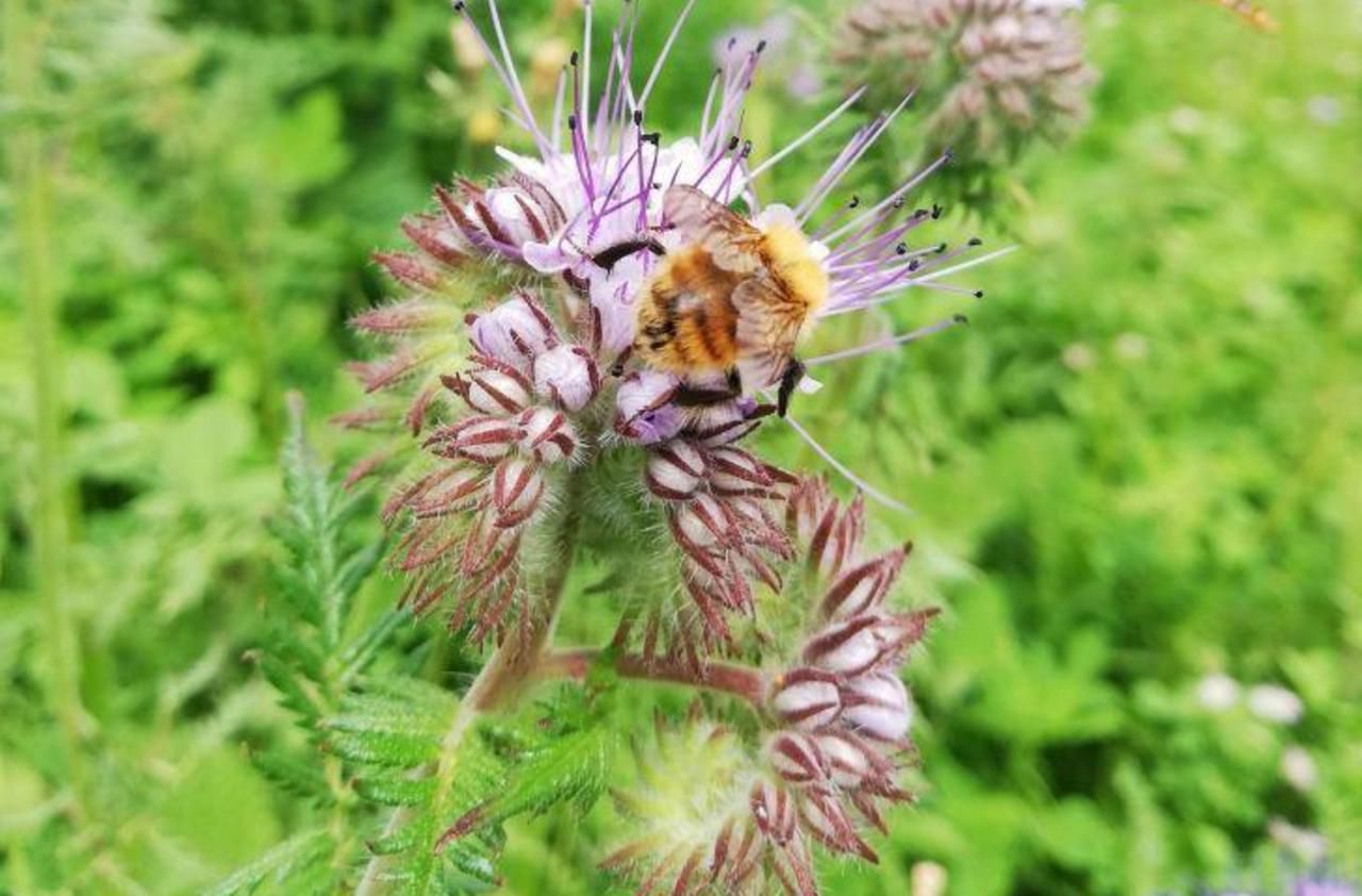 Haute-Garonne : des apiculteurs offrent des graines pour sauver les abeilles