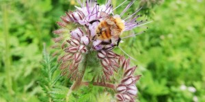 Haute-Garonne : des apiculteurs offrent des graines pour sauver les abeilles