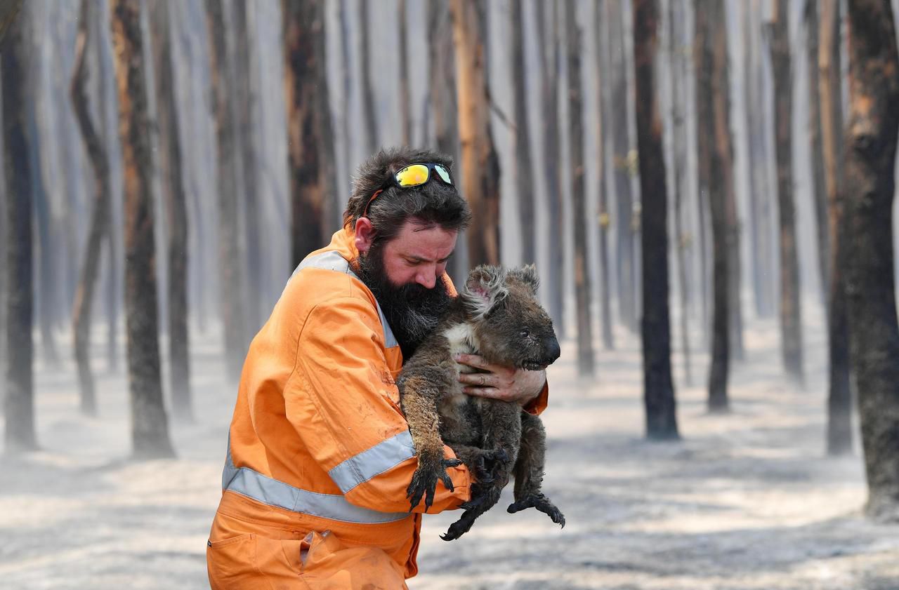 Incendies : des records de dons pour l’Australie… et les koalas