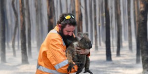 Incendies : des records de dons pour l’Australie… et les koalas