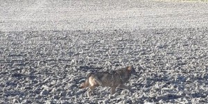 Le loup gris refait son apparition en Charente : «Il est passé à deux ou trois mètres de la voiture»