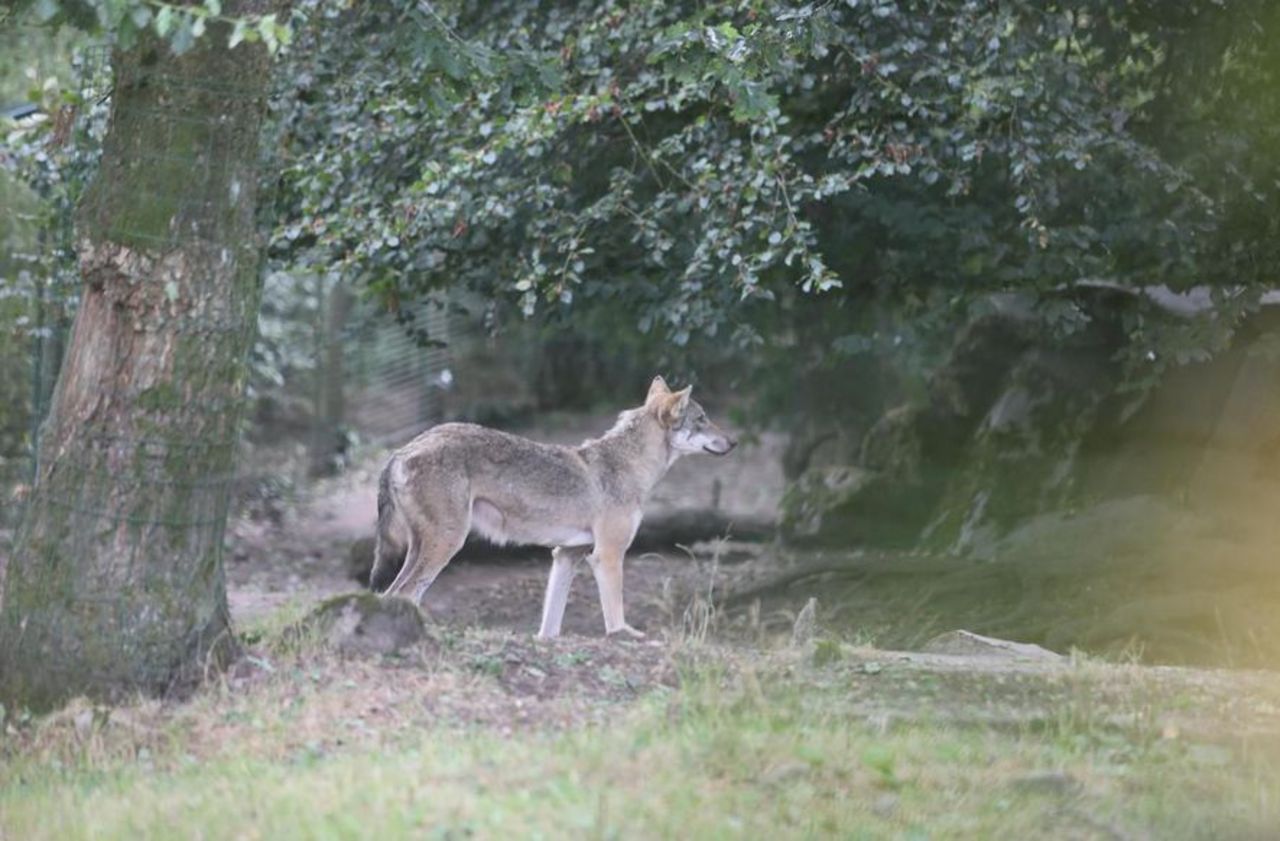 Le loup trouve de nouvelles zones d’habitat en France