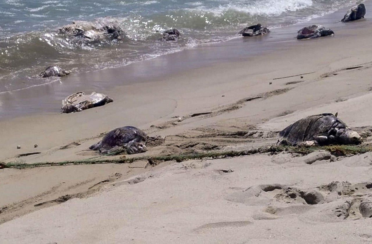 Mexique : 292 tortues meurent victimes d’une «marée rouge»