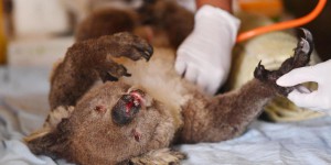 Un «million de milliards» d’animaux morts en Australie : ce que veulent dire ces chiffres