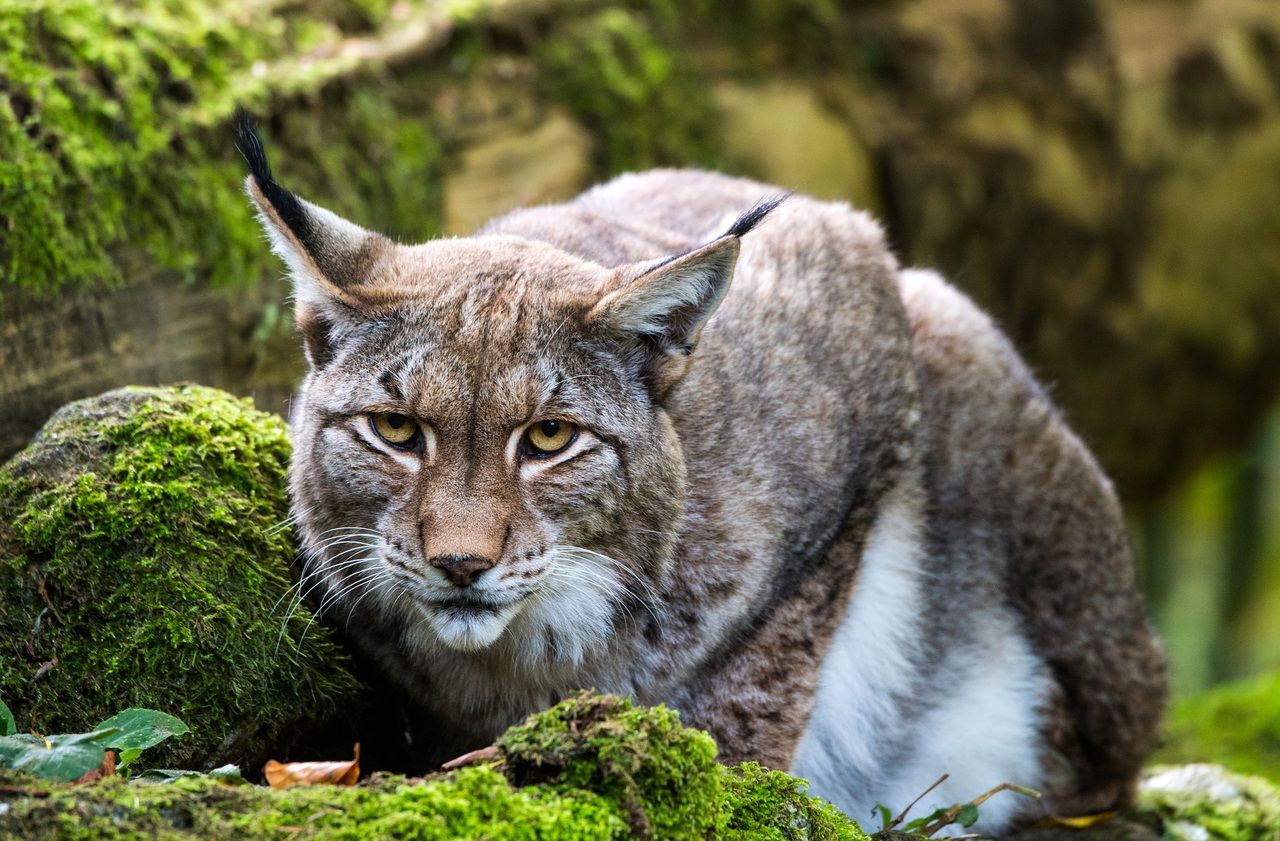 Braconnage dans les Vosges : une marche blanche organisée après la mort d’un lynx