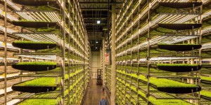 Dans la plus grande ferme urbaine «indoor» du monde à New York