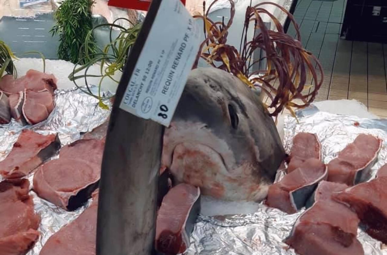 Dans l’Eure, une espèce de requin protégée au rayon poissonnerie