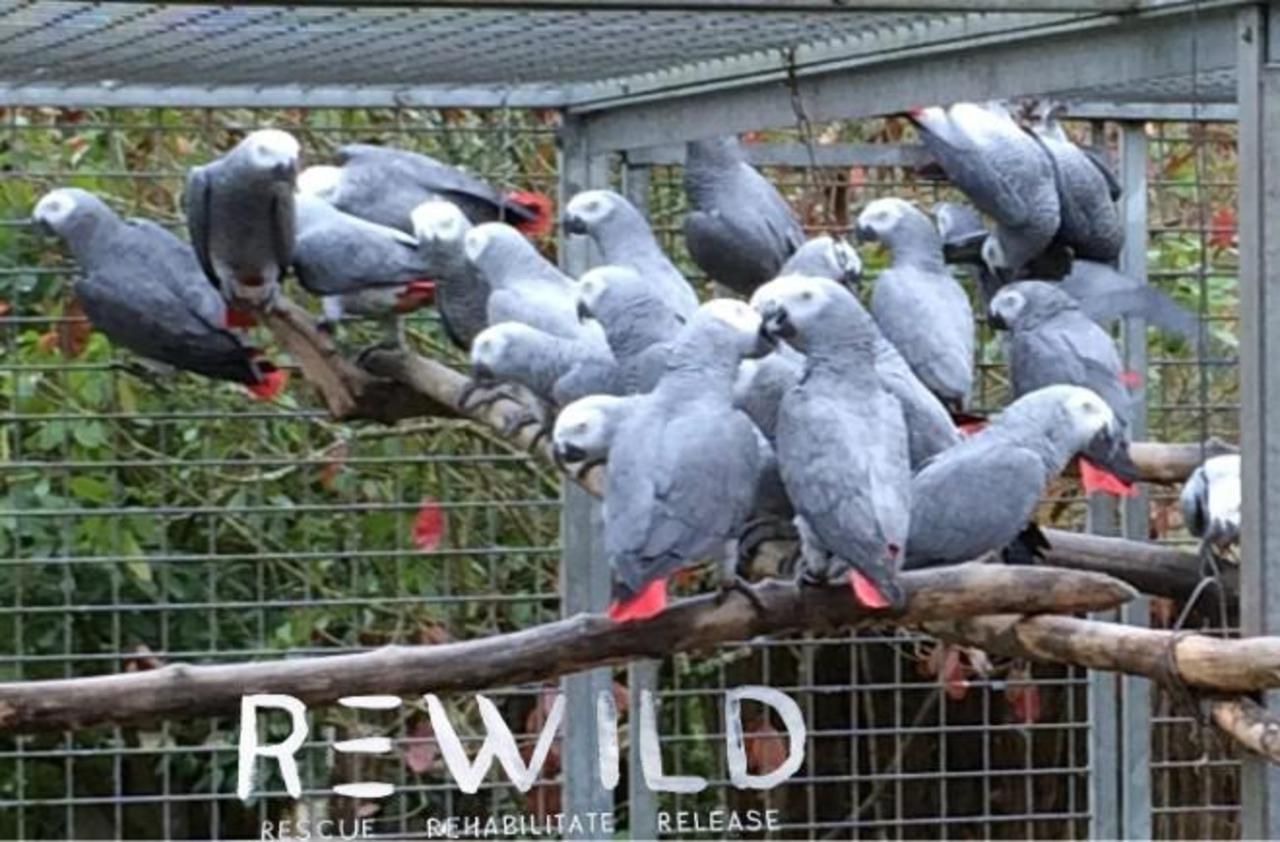 Morbihan  : 50 perroquets saisis sur fond de bisbille entre écologistes