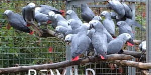 Morbihan  : 50 perroquets saisis sur fond de bisbille entre écologistes