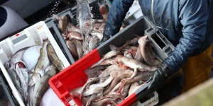 Moins de poissons surpêchés en France