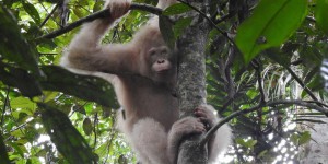 Bornéo : cet orang-outan albinos est seul au monde