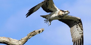 Centre-Val de Loire : à Mardié, un oiseau rare au cœur d’un bras de fer