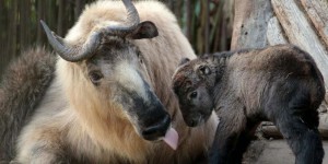 Un bébé takin, espèce menacée, naît dans un zoo d’Auvergne