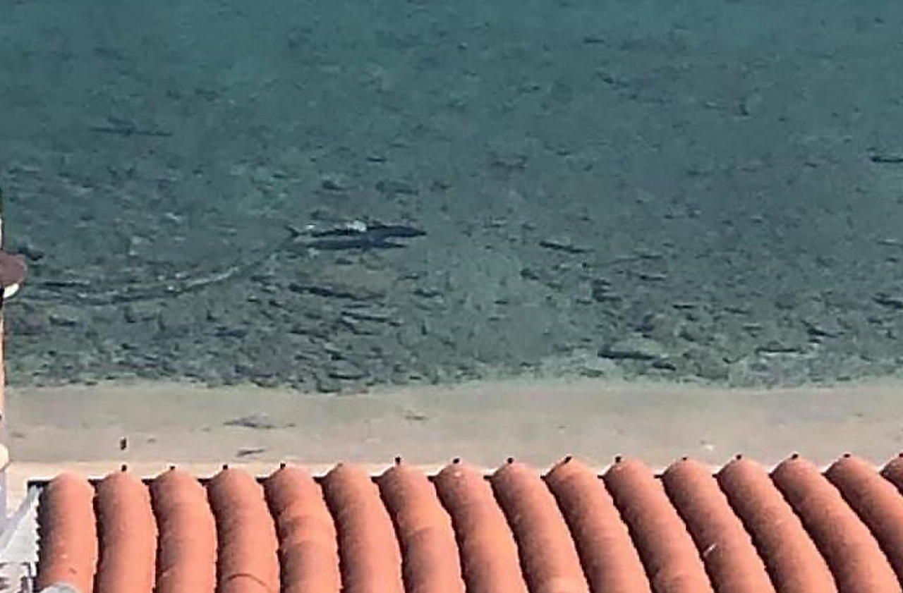Confinement : une habitante de Menton filme un requin depuis sa terrasse