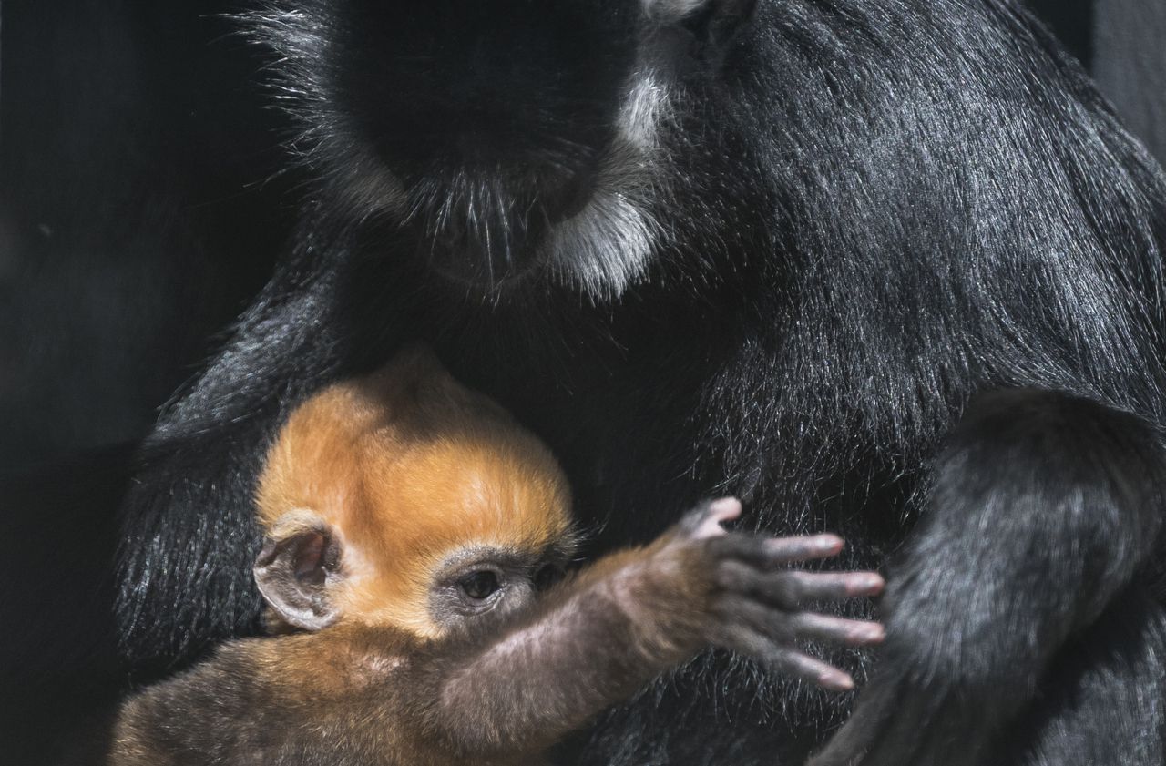 Un petit singe rarissime, le Langur de François, voit le jour au zoo de Besançon