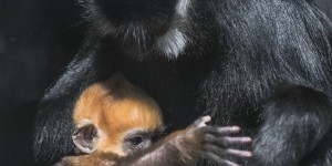 Un petit singe rarissime, le Langur de François, voit le jour au zoo de Besançon