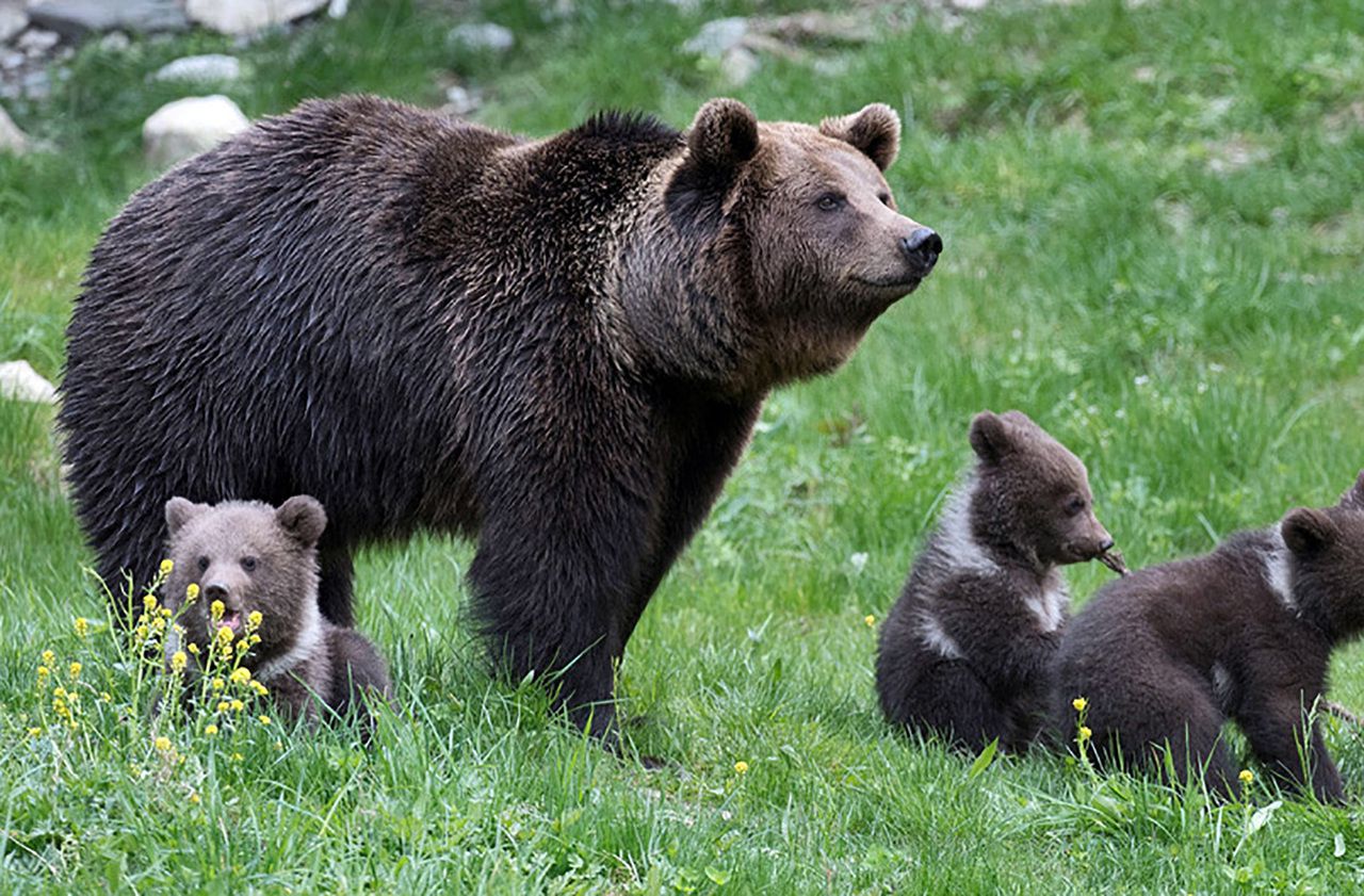 Pyrénées  : la barre des 50 ours a été franchie