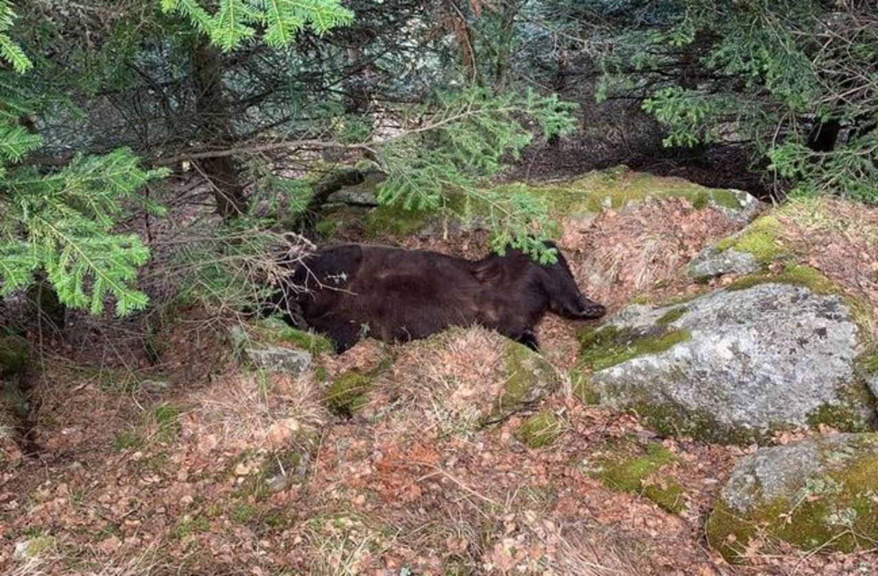 Pyrénées : l’ours Cachou retrouvé mort en Espagne