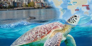 Cachalots, tortues, rorquals... sous l’océan, la faune marine a repris ses droits