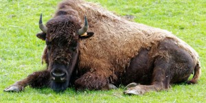 Déconfinement  : au parc Rêve de bisons, «on ne veut plus visiter à plusieurs en camion »