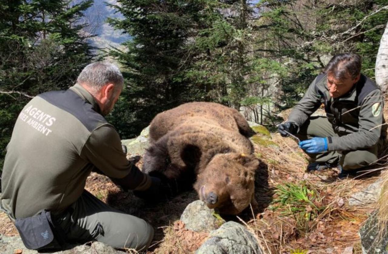 Mort de l’ours Cachou : la justice catalane ne veut pas divulguer le rapport d’autopsie