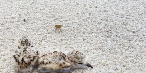 Nouvelle-Aquitaine : les oiseaux menacés par le déconfinement