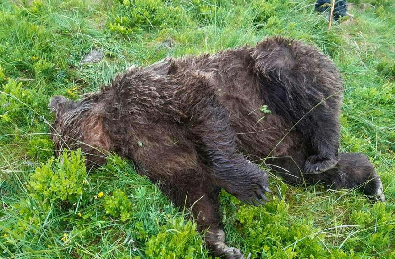 Ariège : un ours retrouvé tué par balles, l’Etat porte plainte