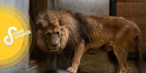 Derrière le sauvetage du lion Jon, l’engagement d’une femme qui a voué sa vie aux animaux