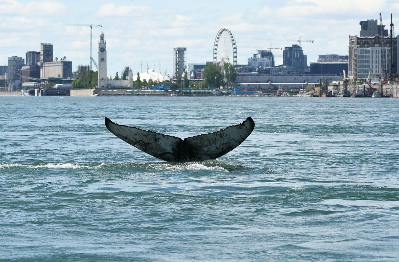 Egarée, une baleine à bosse aperçue à Montréal