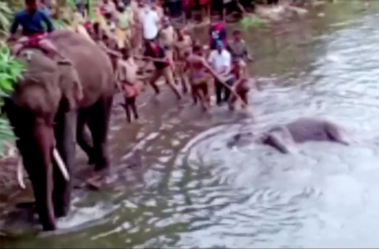 Inde : une éléphante enceinte tuée par un fruit piégé