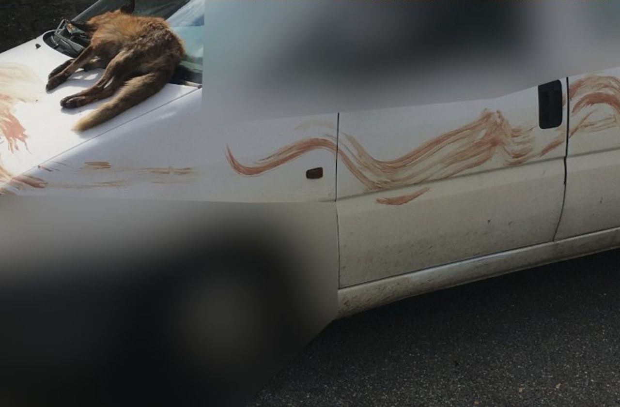 Un militant anti-chasse découvre un renard mort sur sa voiture souillée de sang