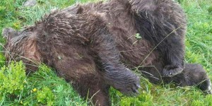 La mort d’un ours, tué par balles, ravive les tensions dans les Pyrénées