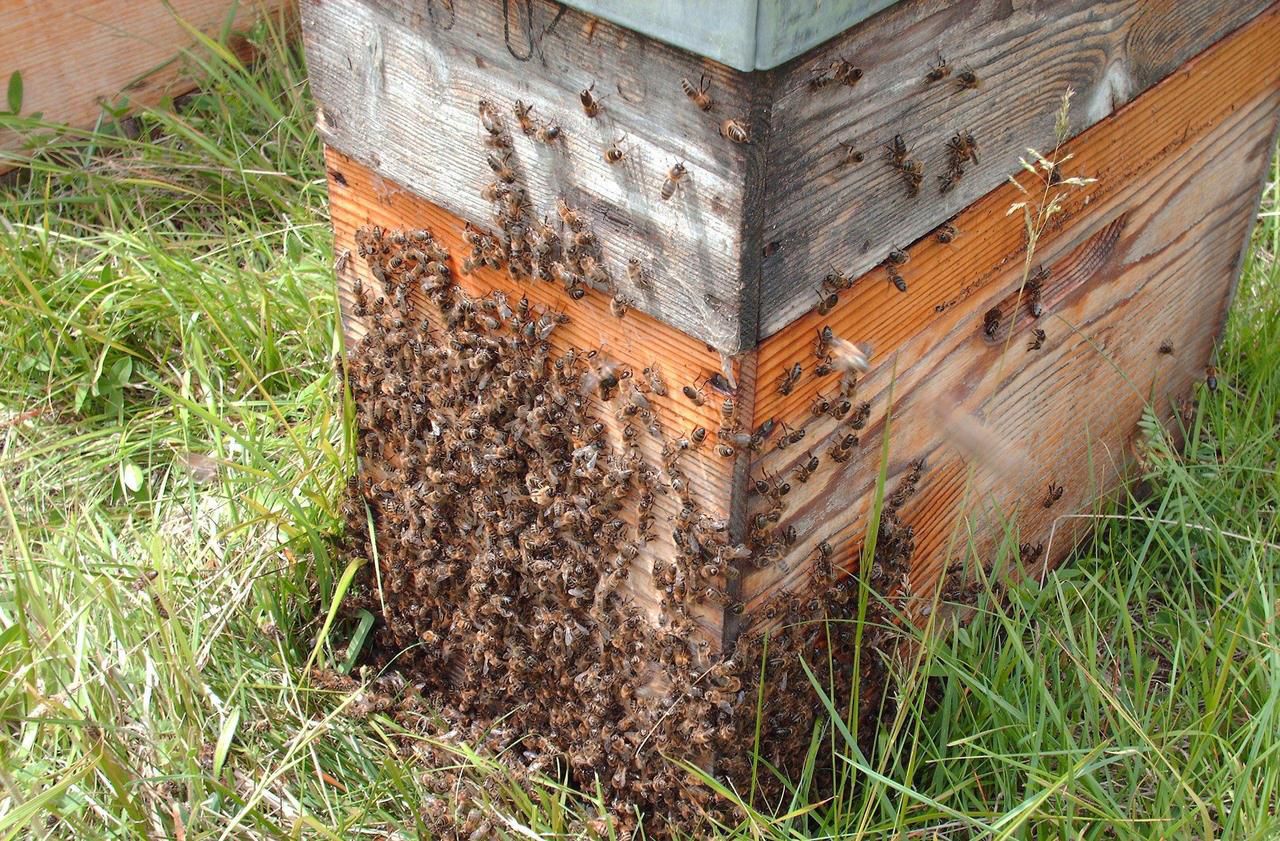 Pesticides : un apiculteur obtient la reconnaissance de l’intoxication de ses abeilles