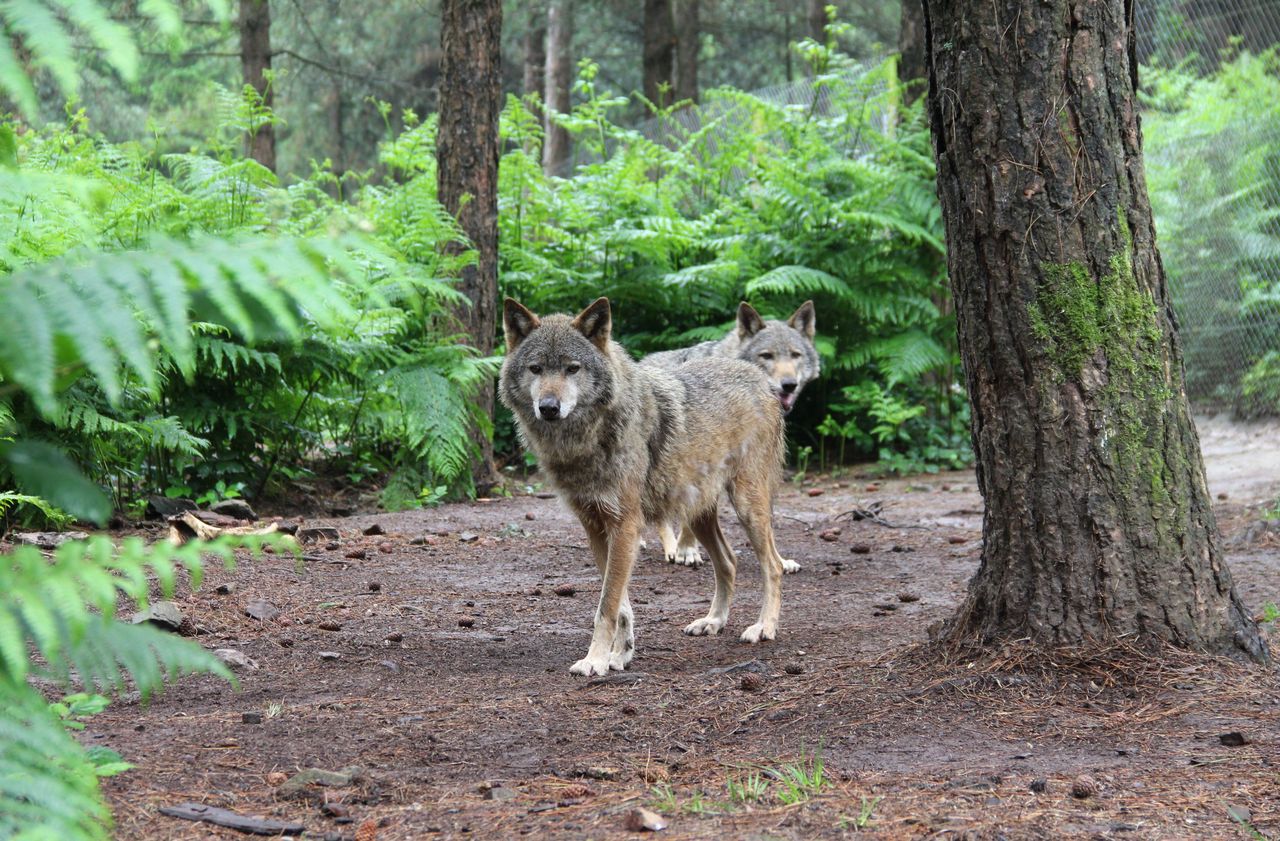 La population de loups continue à progresser en France, mais plus lentement