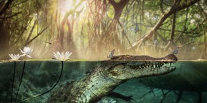 Les crocodiles américains viendraient d’Afrique, portés par les courants océaniques