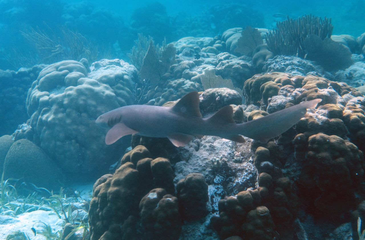 Environnement : des caméras sous-marines révèlent le déclin «inquiétant» des requins