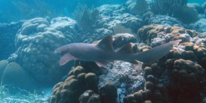 Environnement : des caméras sous-marines révèlent le déclin «inquiétant» des requins