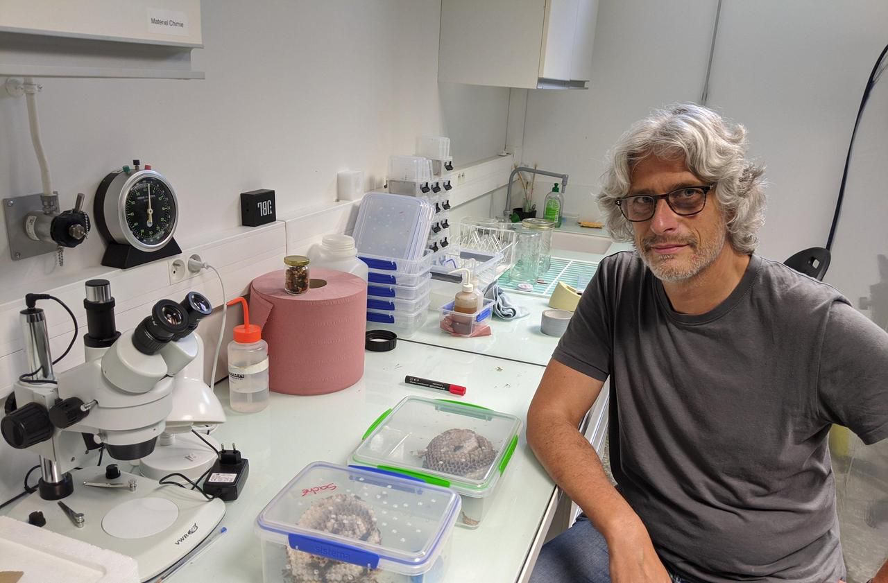 Eric Darrouzet, le chercheur qui veut croquer le frelon asiatique