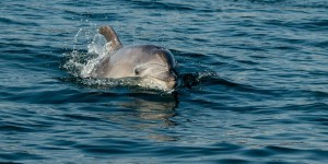 Aux Féroé, la chasse aux dauphins a repris malgré le Covid-19