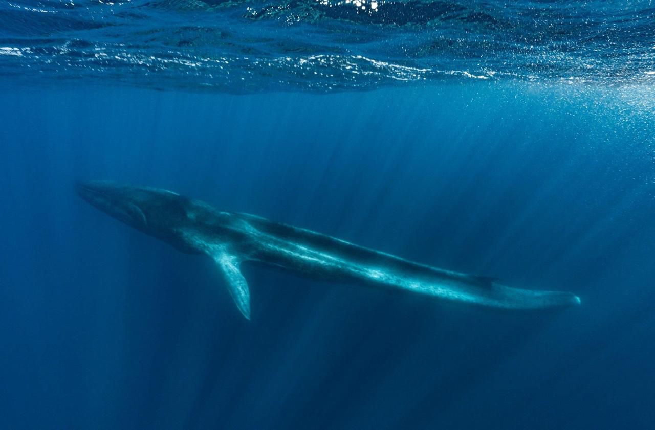 Fluker, la baleine sans queue, est à l’agonie