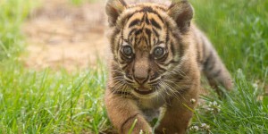 Naissance rarissime d’un tigre de Sumatra dans un zoo polonais