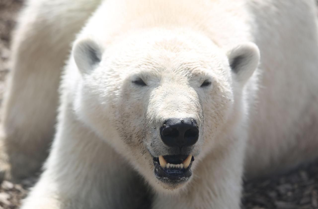 Réchauffement climatique : vers l’extinction des ours polaires d’ici 2100 ?