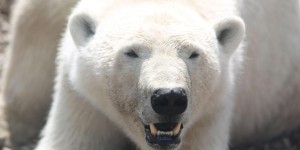 Réchauffement climatique : vers l’extinction des ours polaires d’ici 2100 ?