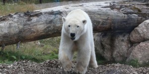 Réchauffement climatique : peut-on encore sauver les ours blancs ?