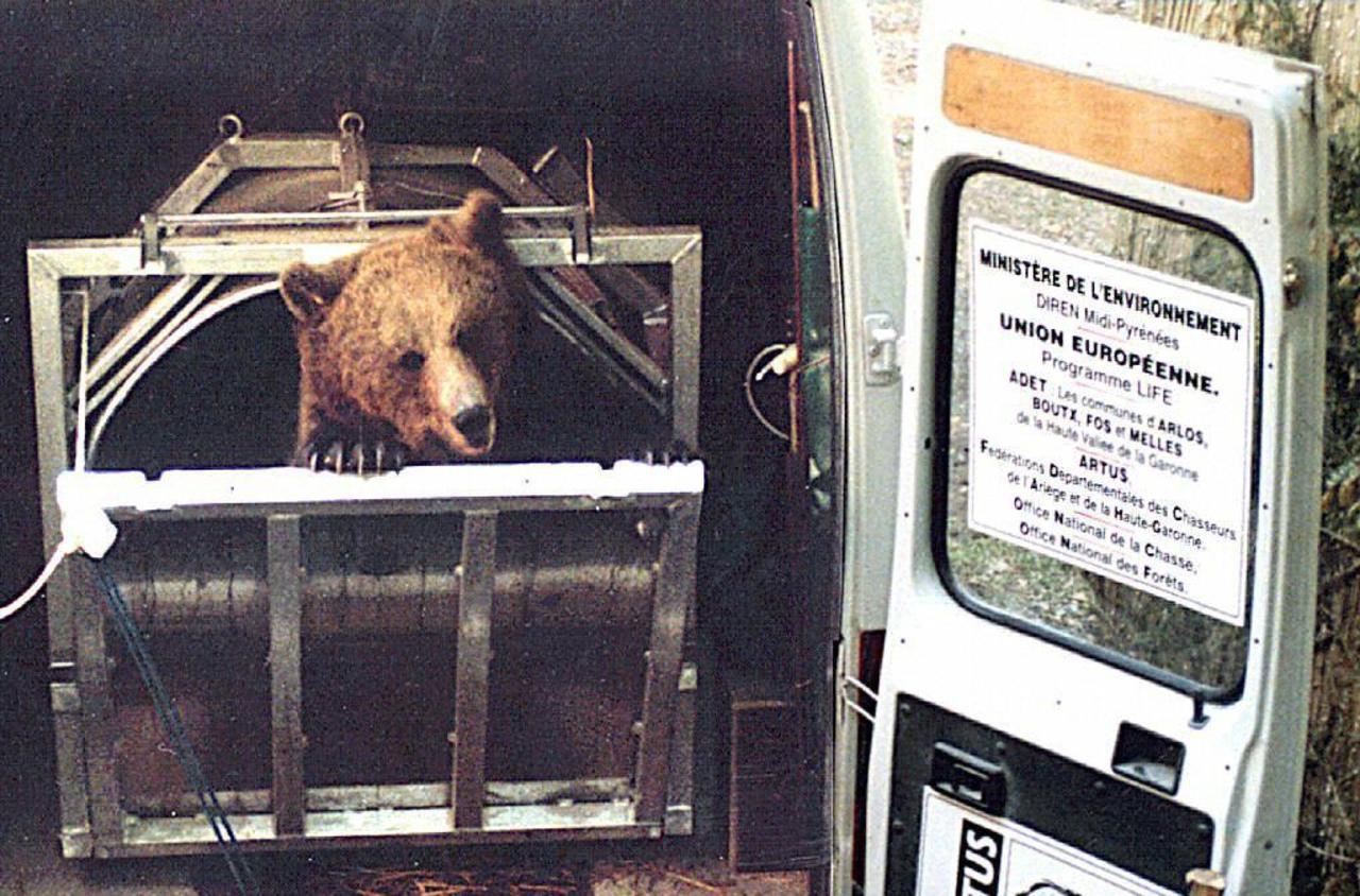 A quoi servent les réintroductions d’ours ?