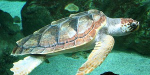 Var : une tortue marine vient pondre sur une plage très fréquentée de Fréjus