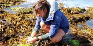 Bretagne : la cueillette et la dégustation d’algues séduisent touristes et locaux